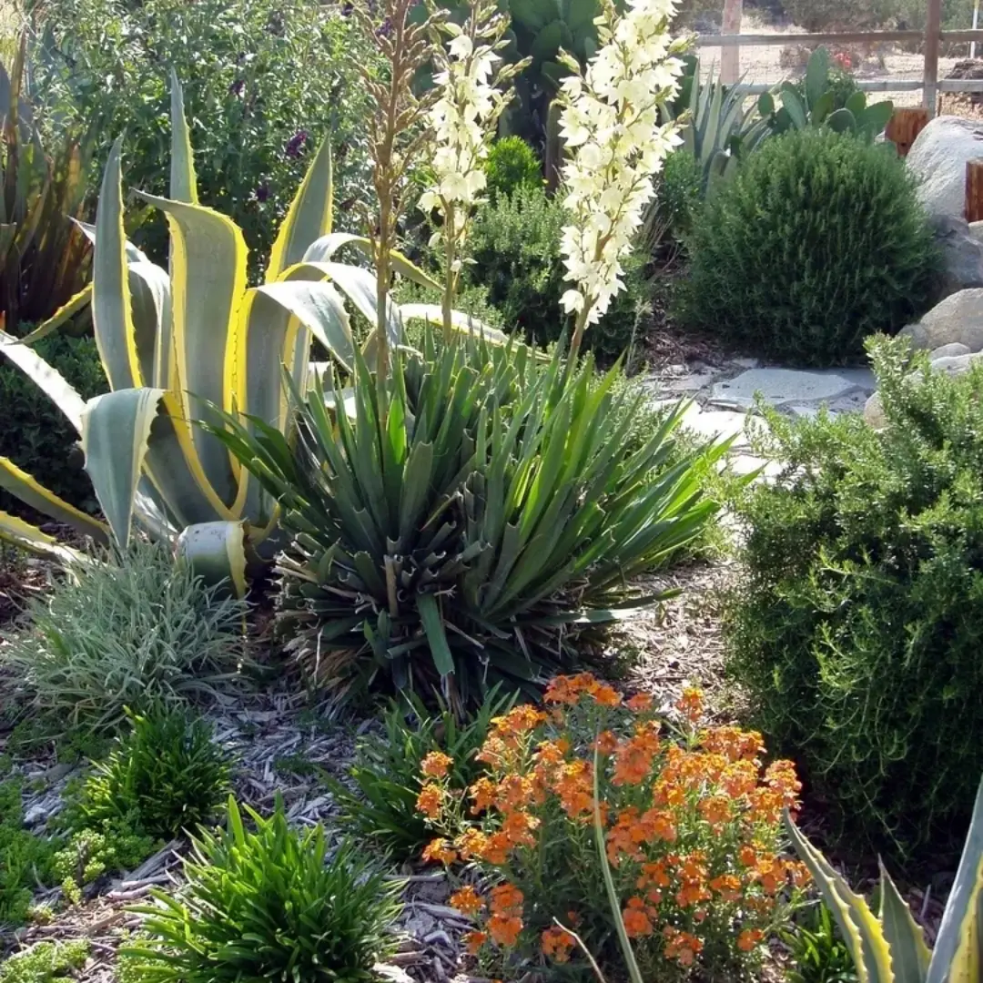 Desert garden with succulents and flowers.