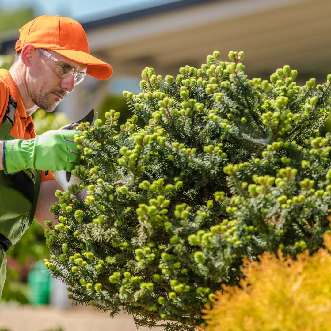 Gardener trimming a large green bush.
