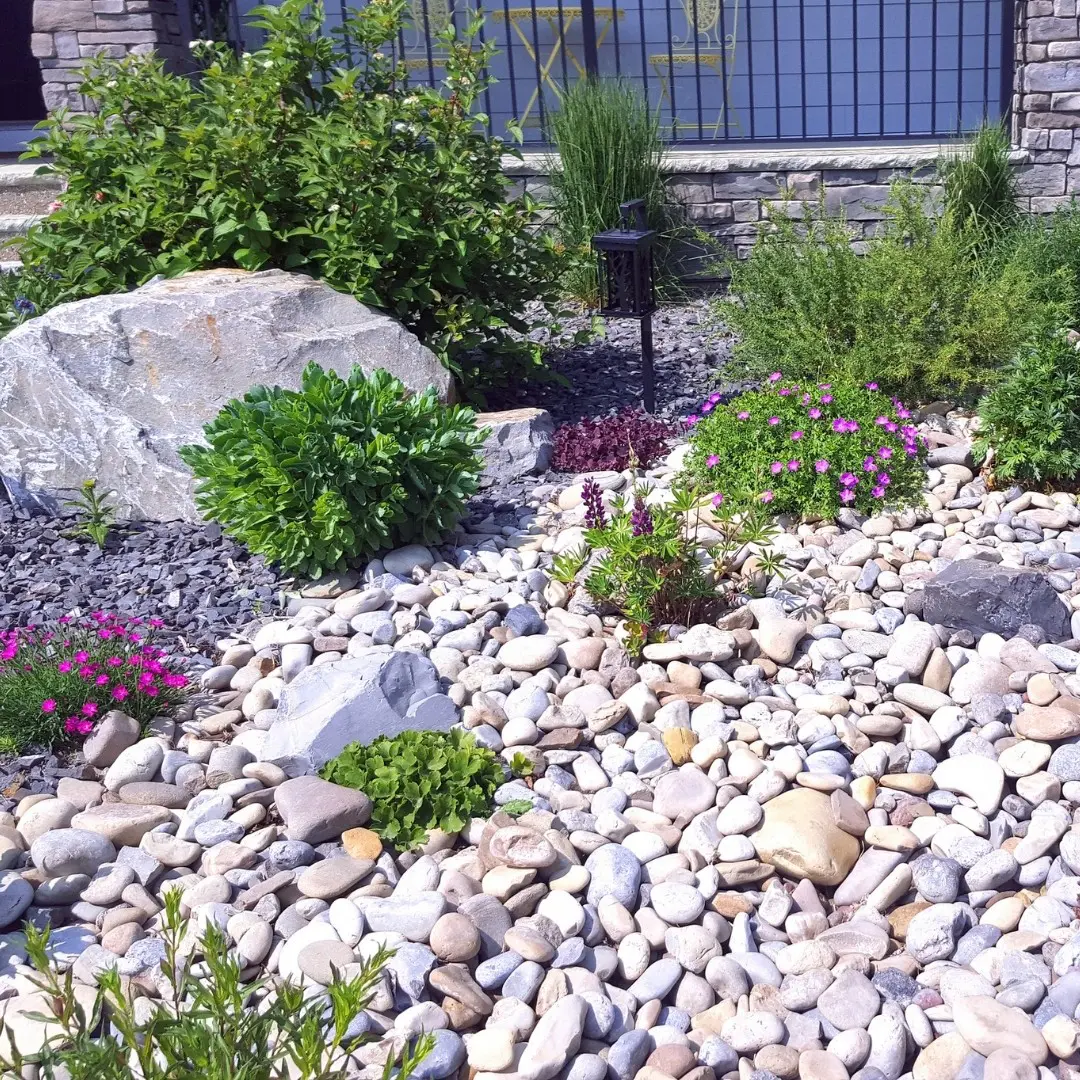 Rock garden with plants and decorative stones.
