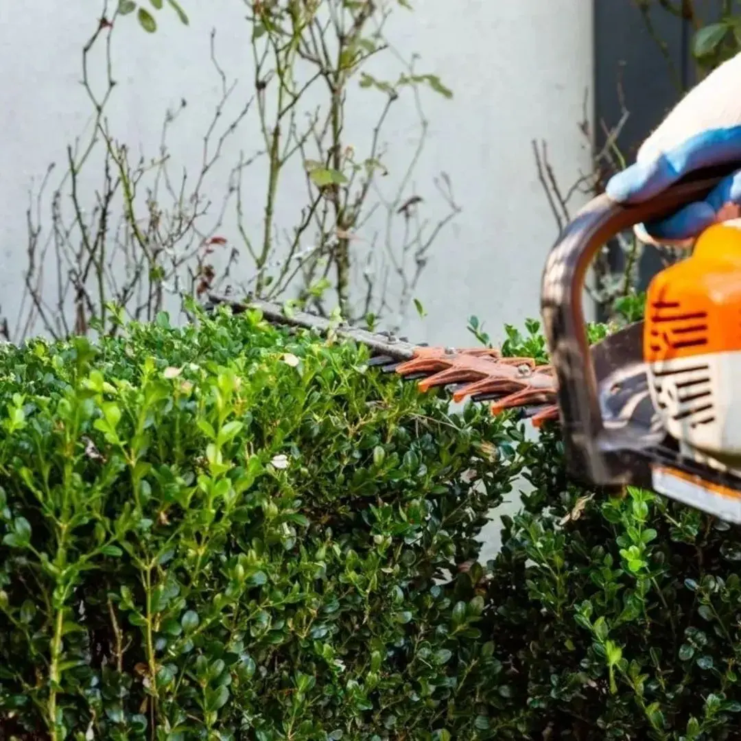 Trimming hedge with electric hedge trimmer.